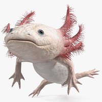 Pink Aquatic Salamander