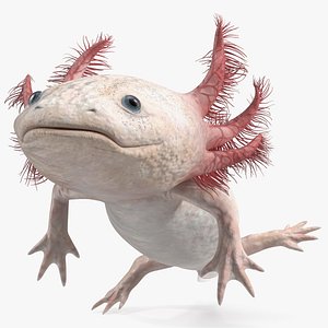 Pink Aquatic Salamander