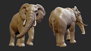 elephant