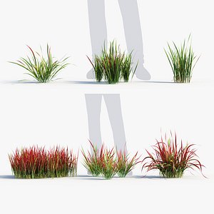 3D Imperata cylindrical rubra Japanese Bloodgrass model