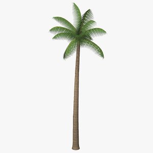 3d model palm tree