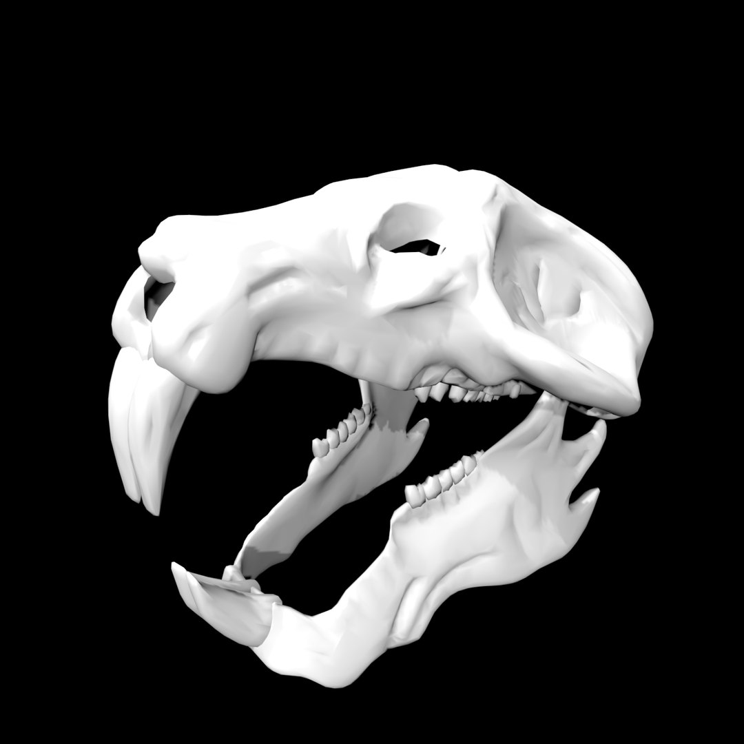 Rigged Rat Skull 3D Model - TurboSquid 1859085