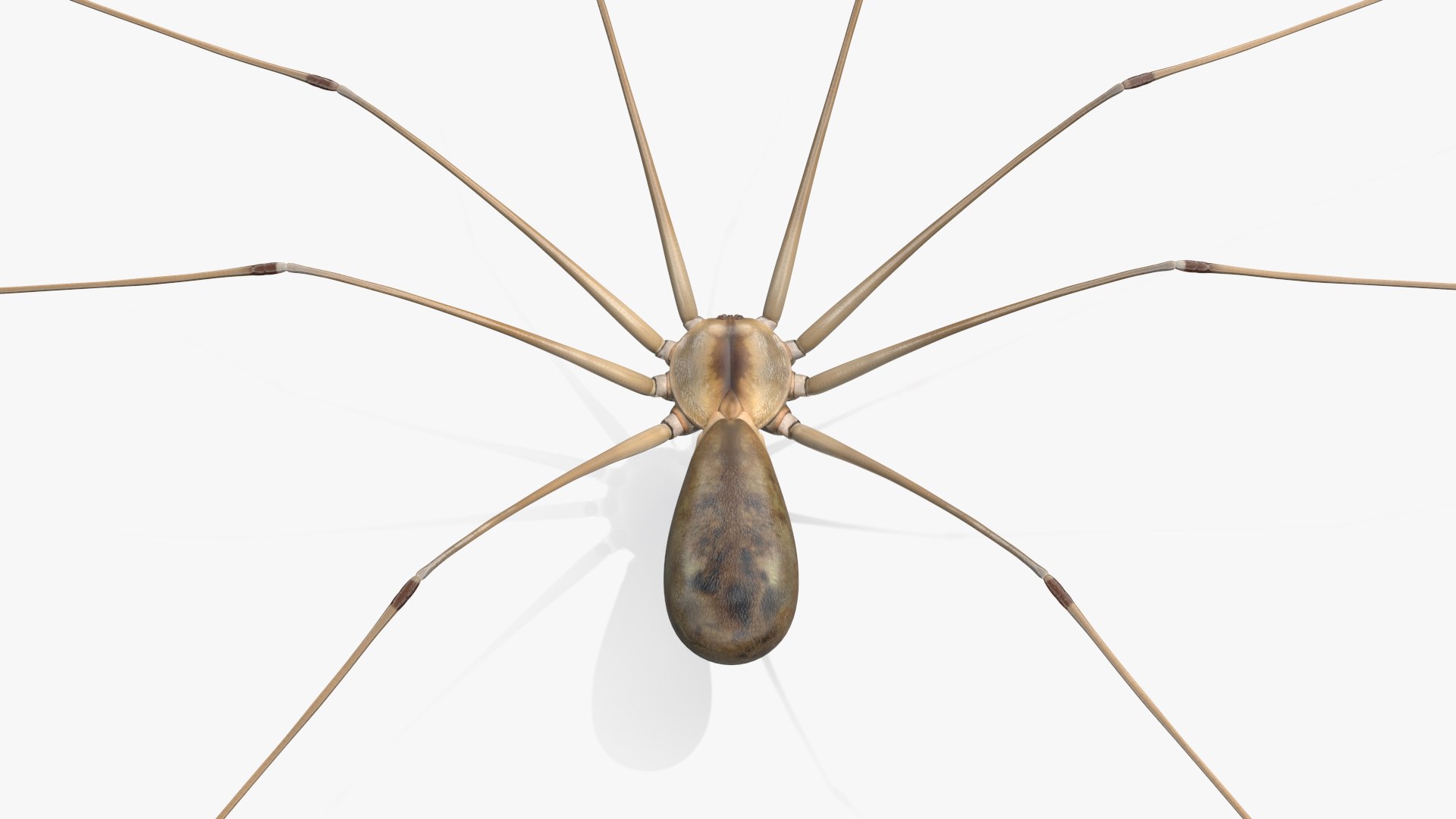 Long-legged House Spider Rigged Model - TurboSquid 2214651