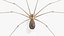 Long-legged House Spider Rigged model