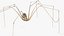 Long-legged House Spider Rigged model