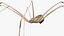 Long-legged House Spider Rigged model