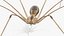 Long-legged House Spider Rigged model