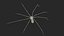 Long-legged House Spider Rigged model