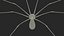 Long-legged House Spider Rigged model