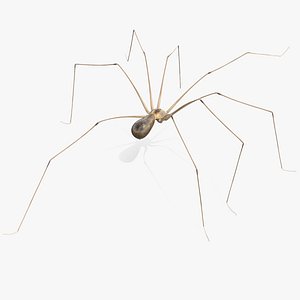 Long-legged House Spider Rigged
