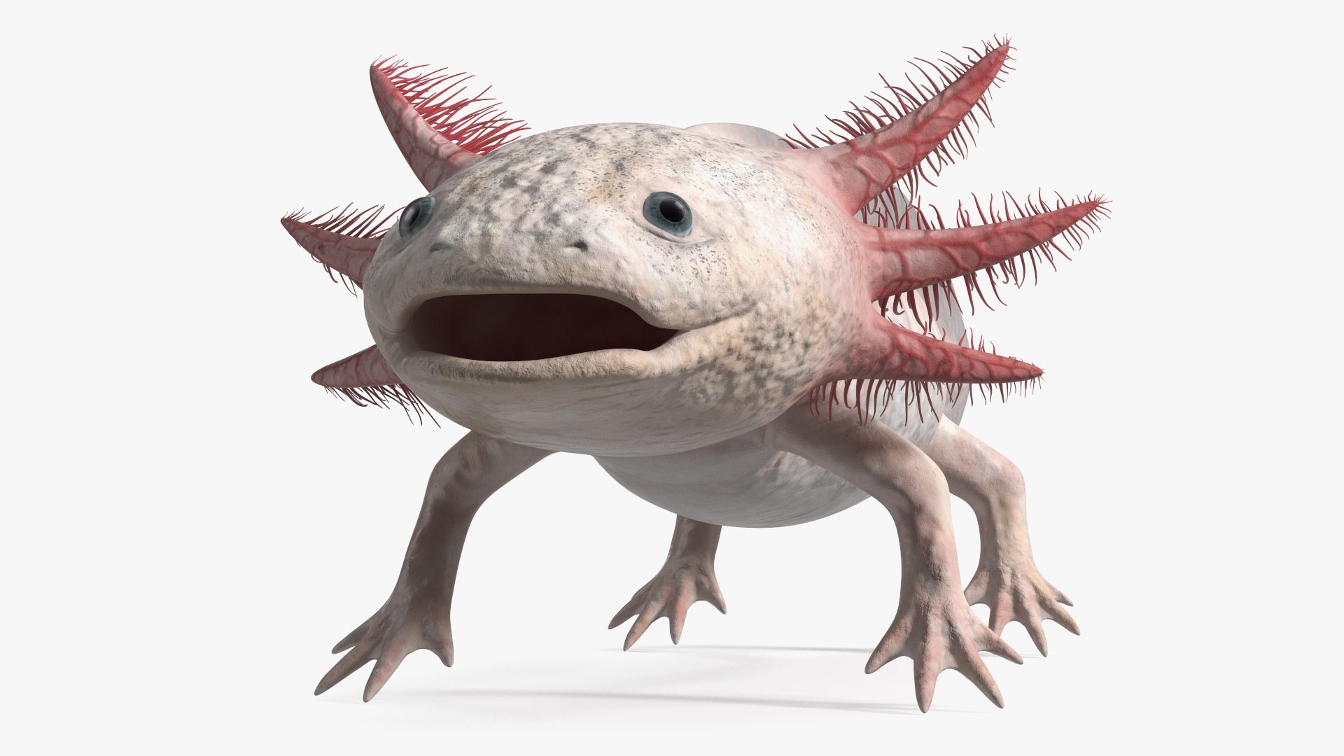 Axolotl Albino Rigged 3D model https://p.turbosquid.com/ts-thumb/uZ/tqMiPw/0I/axolotlalbinoriggedmb3dmodel023/jpg/1711584834/1920x1080/fit_q87/4e0cd9b50a9e6c485321b08a6dad2ef3d7909f6c/axolotlalbinoriggedmb3dmodel023.jpg