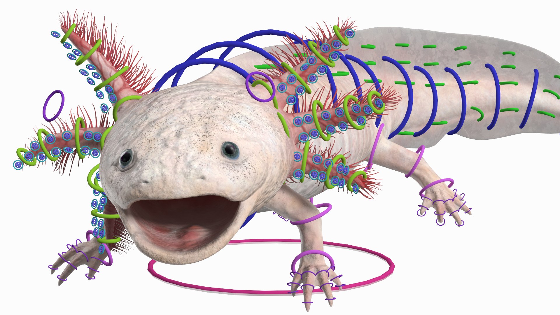 Axolotl Albino Rigged 3D model https://p.turbosquid.com/ts-thumb/uZ/tqMiPw/2J/axolotlalbinoriggedmb3dmodel003/jpg/1711584774/1920x1080/fit_q87/72bd5e5e25efb4223786d925288c4ed2c0bafd14/axolotlalbinoriggedmb3dmodel003.jpg