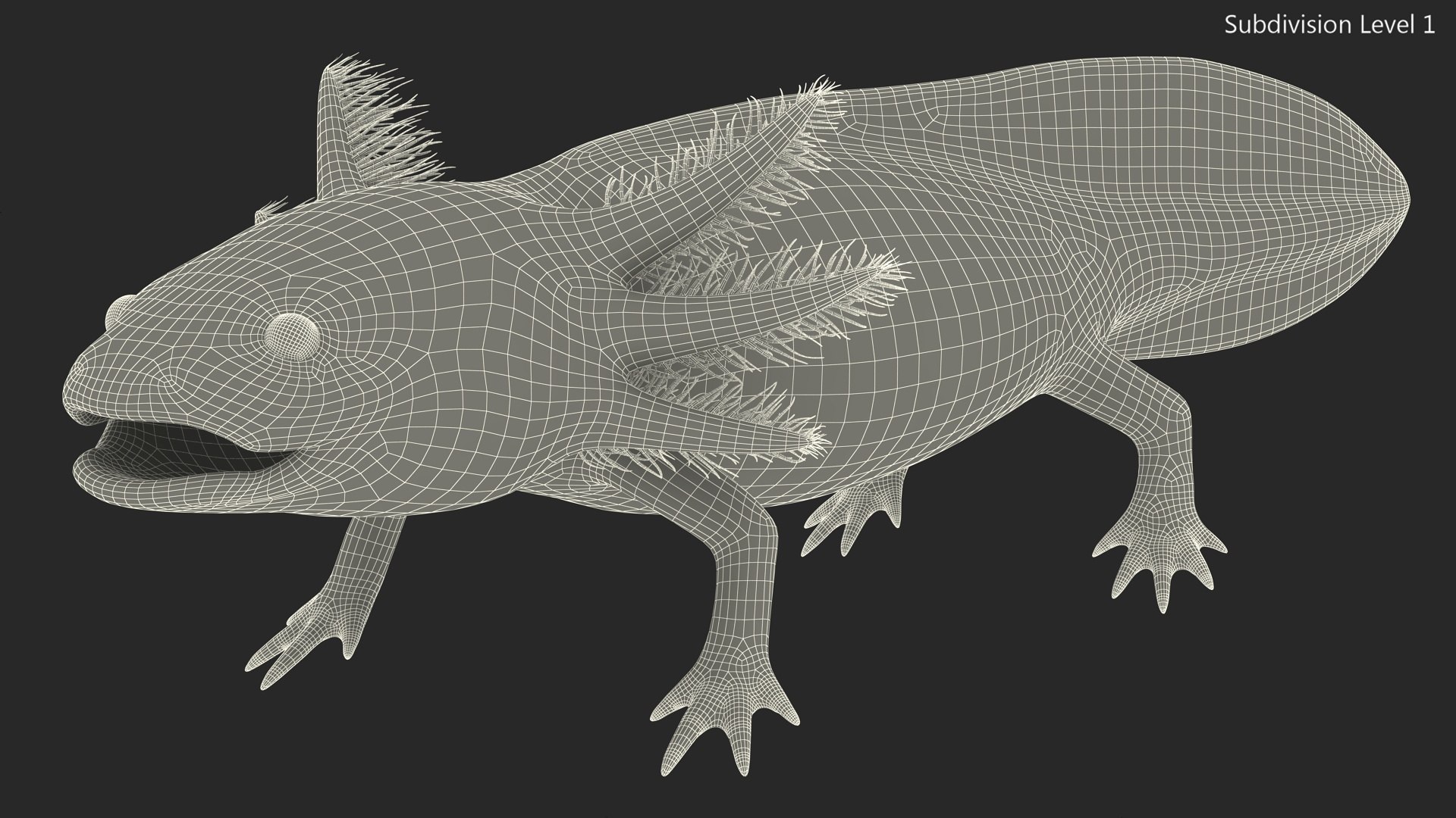 Axolotl Albino Rigged 3D model https://p.turbosquid.com/ts-thumb/uZ/tqMiPw/5A/axolotlalbinoriggedmb3dmodel034/jpg/1711584867/1920x1080/fit_q87/169fb767126b3585d303781c41a915191298f0a3/axolotlalbinoriggedmb3dmodel034.jpg