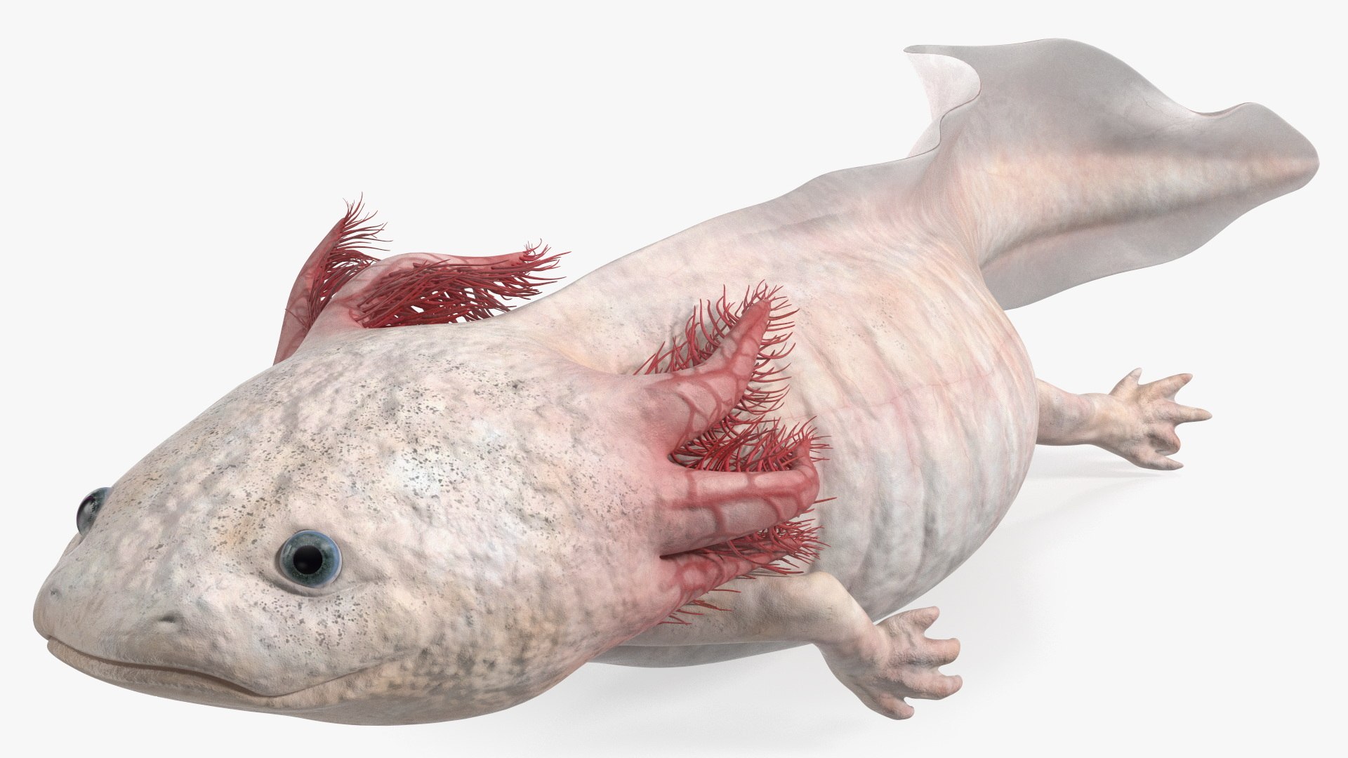 Axolotl Albino Rigged 3D model https://p.turbosquid.com/ts-thumb/uZ/tqMiPw/6p/axolotlalbinoriggedmb3dmodel027/jpg/1711584846/1920x1080/fit_q87/8a6a18d9ebfeba66b4ede19d38432455063ab96e/axolotlalbinoriggedmb3dmodel027.jpg