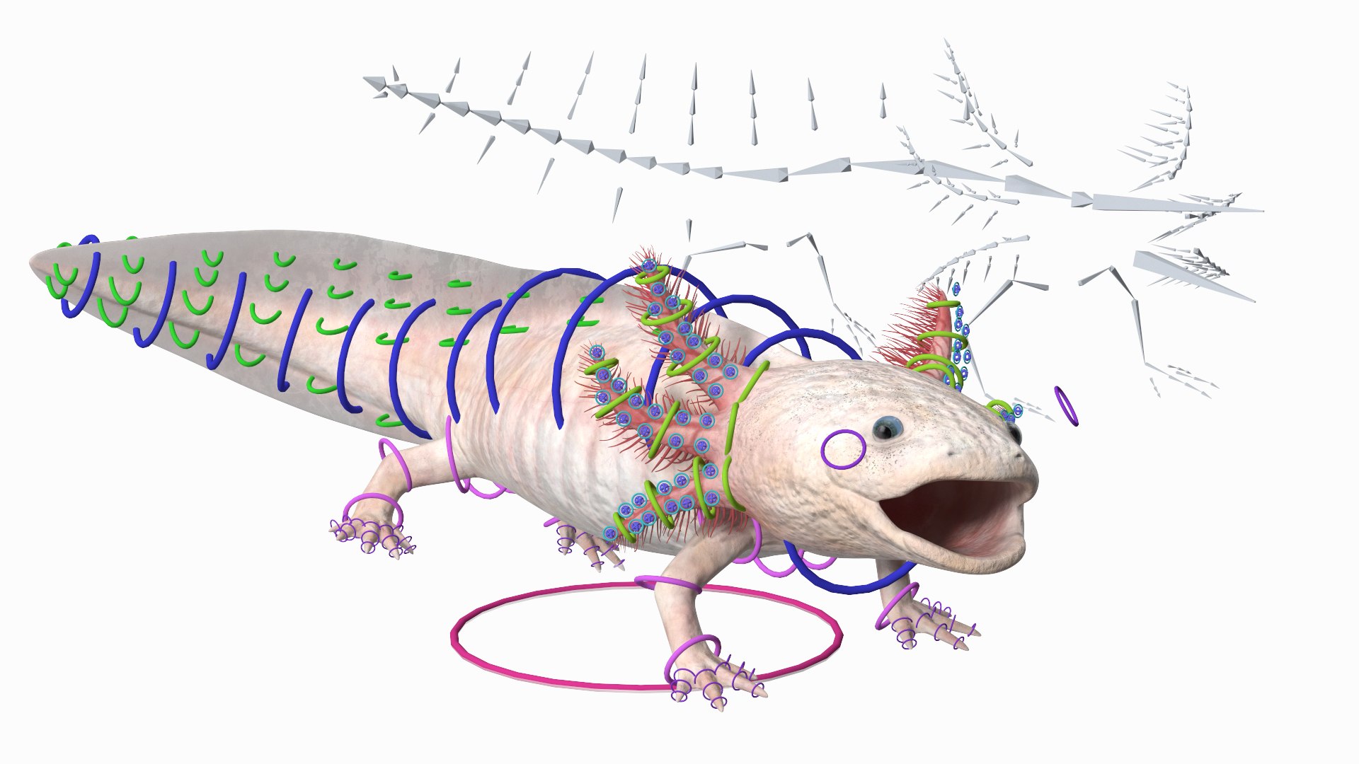 Axolotl Albino Rigged 3D model https://p.turbosquid.com/ts-thumb/uZ/tqMiPw/8w/axolotlalbinoriggedmb3dmodel002/jpg/1711584771/1920x1080/fit_q87/bae3237afbc65f08ef3f83ead6f8b148d0678eff/axolotlalbinoriggedmb3dmodel002.jpg