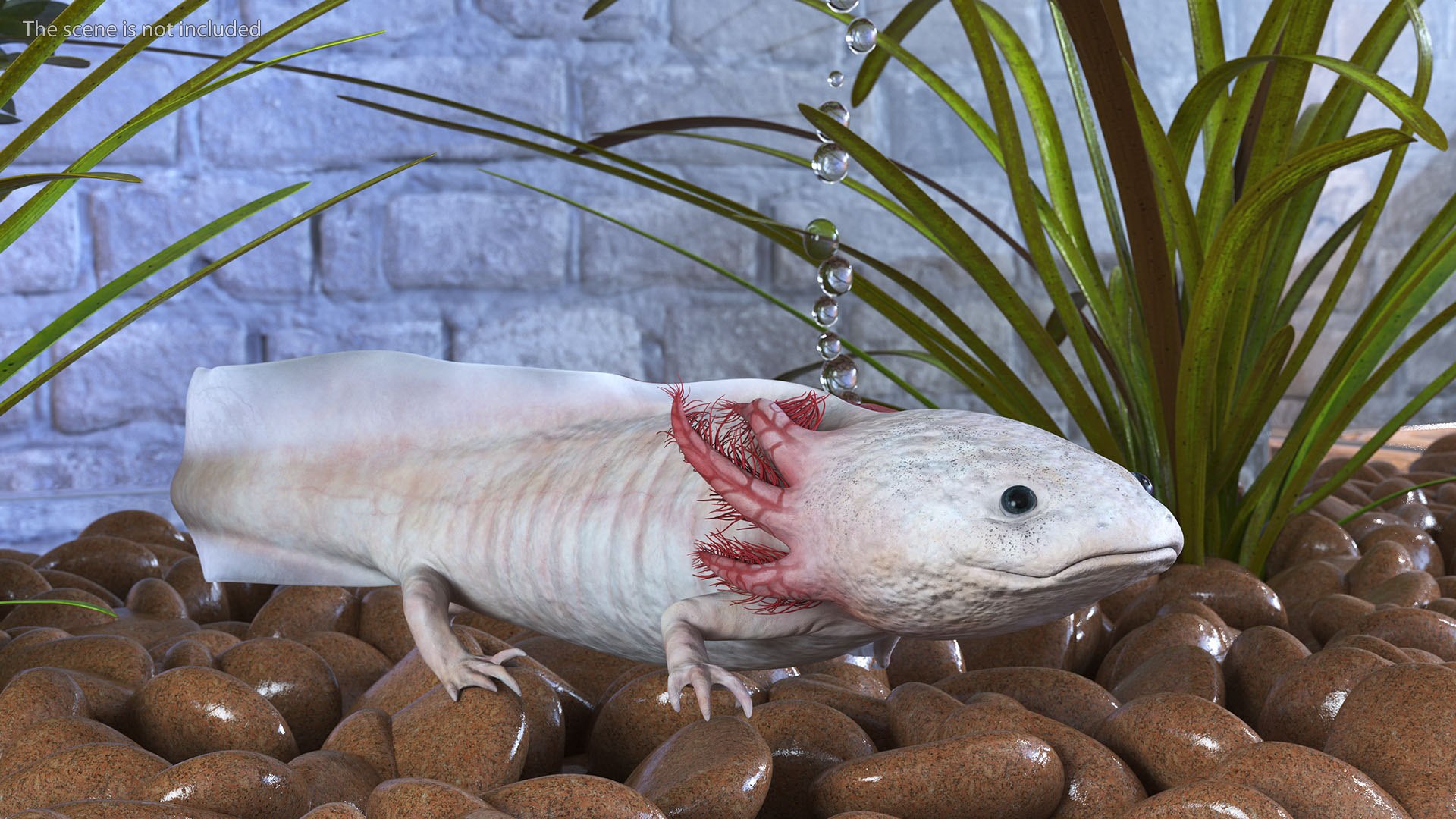 Axolotl Albino Rigged 3D model https://p.turbosquid.com/ts-thumb/uZ/tqMiPw/9L/axolotlalbinoriggedmb3dmodel010/jpg/1711584795/1920x1080/fit_q87/4613b3833489cd85501540803027761c4b64e2b8/axolotlalbinoriggedmb3dmodel010.jpg