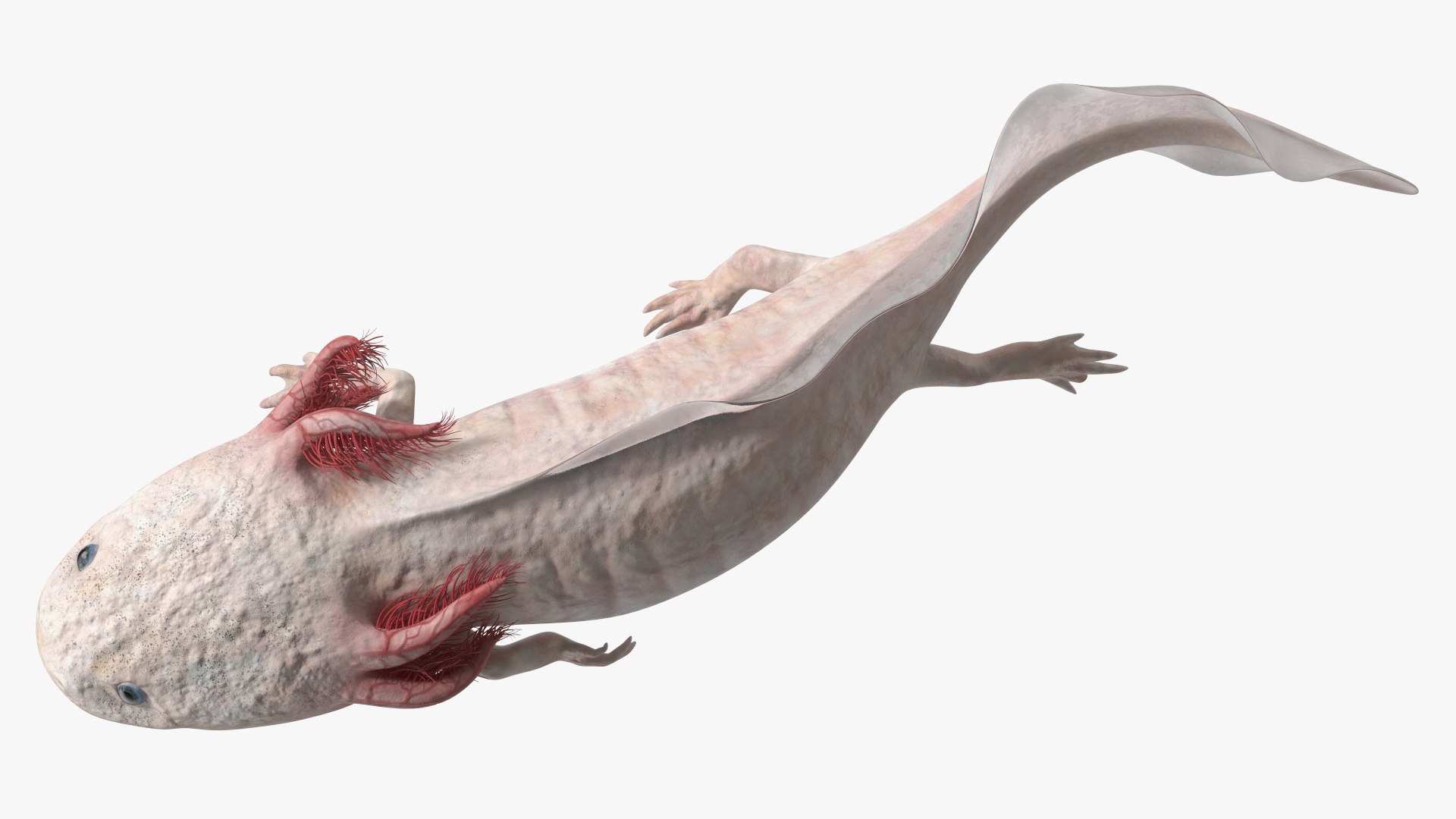 Axolotl Albino Rigged 3D model https://p.turbosquid.com/ts-thumb/uZ/tqMiPw/Ed/axolotlalbinoriggedmb3dmodel028/jpg/1711584849/1920x1080/fit_q87/141b038721cbfb340a1da1813f067d86418382b7/axolotlalbinoriggedmb3dmodel028.jpg