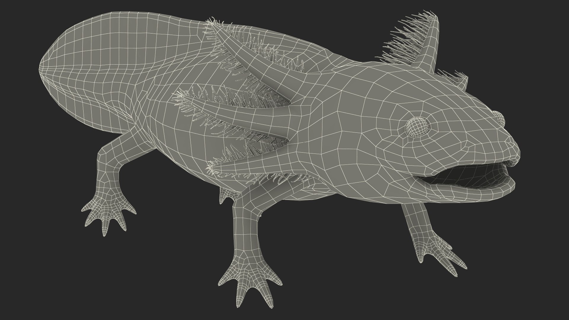 Axolotl Albino Rigged 3D model https://p.turbosquid.com/ts-thumb/uZ/tqMiPw/J1/axolotlalbinoriggedmb3dmodel038/jpg/1711584879/1920x1080/fit_q87/0b0ab4c810e9ab624878d505e175d26ecb97fb2e/axolotlalbinoriggedmb3dmodel038.jpg