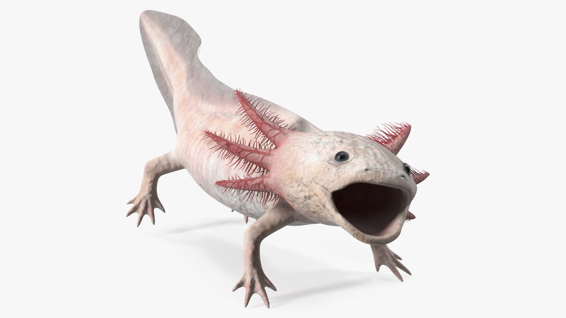Axolotl Albino Rigged 3D model preview