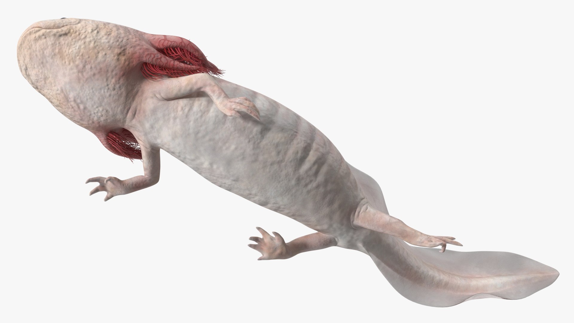 Axolotl Albino Rigged 3D model https://p.turbosquid.com/ts-thumb/uZ/tqMiPw/N9/axolotlalbinoriggedmb3dmodel030/jpg/1711584855/1920x1080/fit_q87/8bc8780ba1debc6b73e87d8548c278087aa1a523/axolotlalbinoriggedmb3dmodel030.jpg