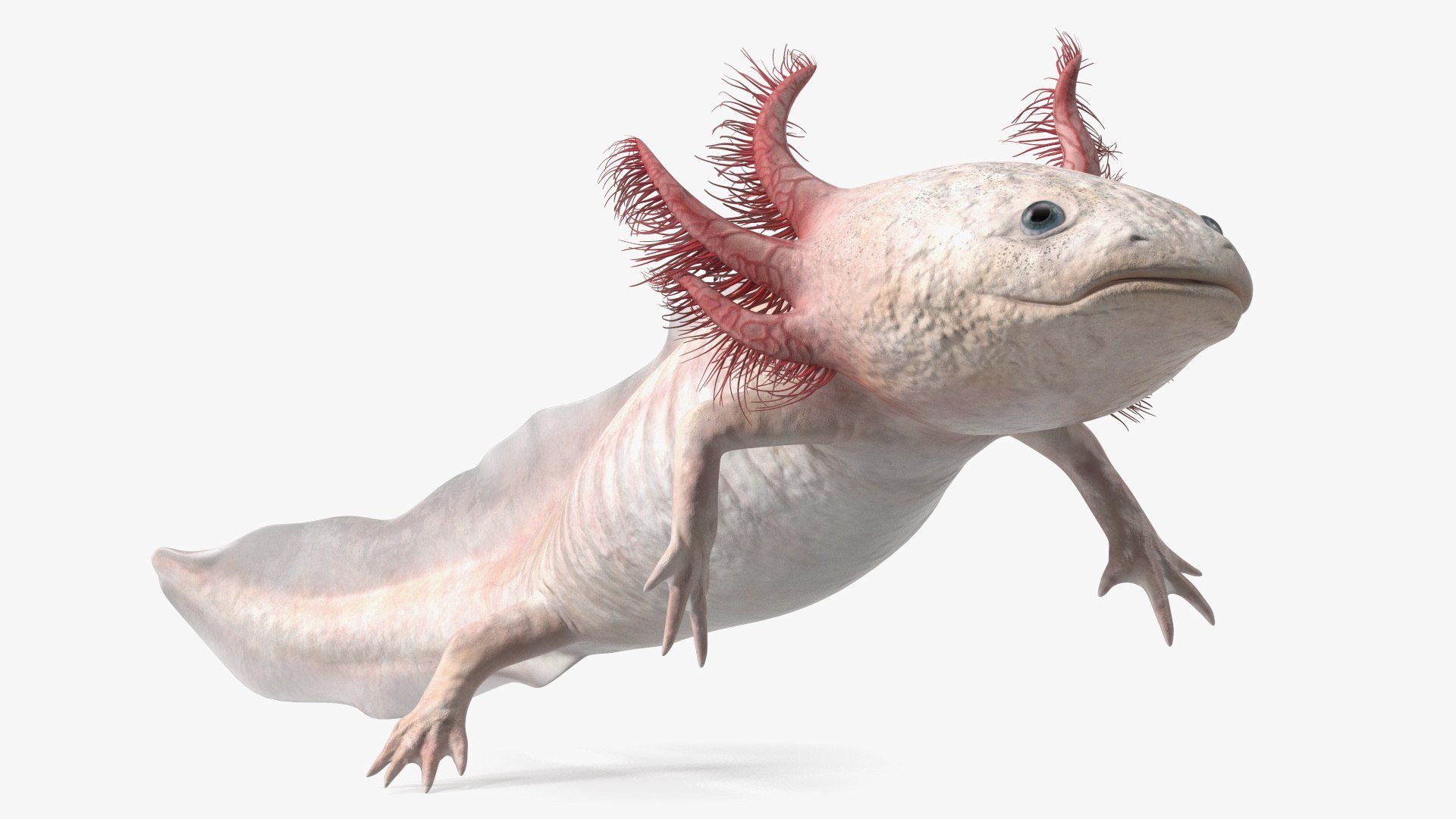 Axolotl Albino Rigged 3D model https://p.turbosquid.com/ts-thumb/uZ/tqMiPw/RN/axolotlalbinoriggedmb3dmodel025/jpg/1711584840/1920x1080/fit_q87/c2f803fe53d768fc0dd4e838034121a285fee92f/axolotlalbinoriggedmb3dmodel025.jpg