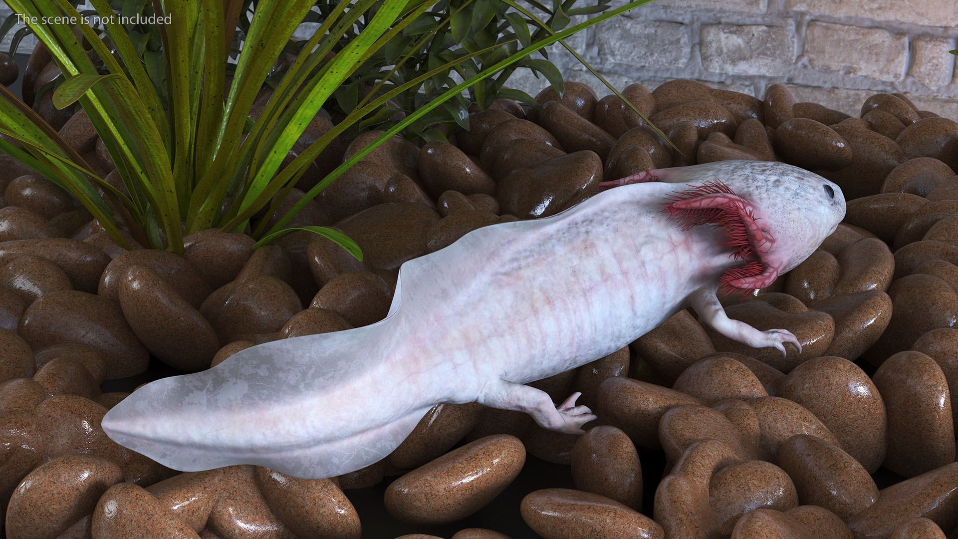 Axolotl Albino Rigged 3D model https://p.turbosquid.com/ts-thumb/uZ/tqMiPw/RT/axolotlalbinoriggedmb3dmodel013/jpg/1711584804/1920x1080/fit_q87/be89617acb6b38e97a6b3bd52f14a8b373da1614/axolotlalbinoriggedmb3dmodel013.jpg