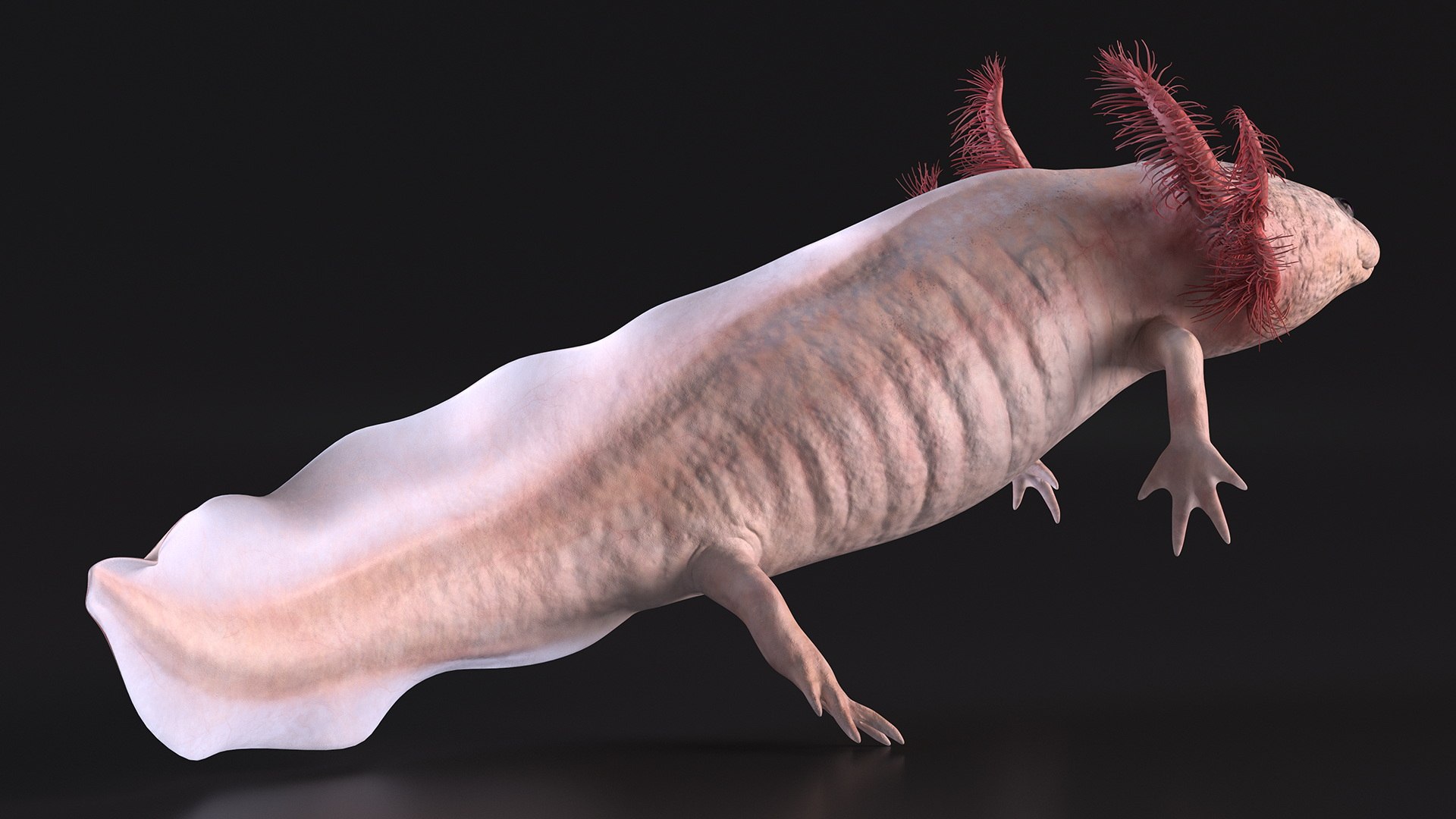 Axolotl Albino Rigged 3D model https://p.turbosquid.com/ts-thumb/uZ/tqMiPw/S0/axolotlalbinoriggedmb3dmodel018/jpg/1711584819/1920x1080/fit_q87/8e1338cea8734cf741a5f7de6be0dece22e718ca/axolotlalbinoriggedmb3dmodel018.jpg