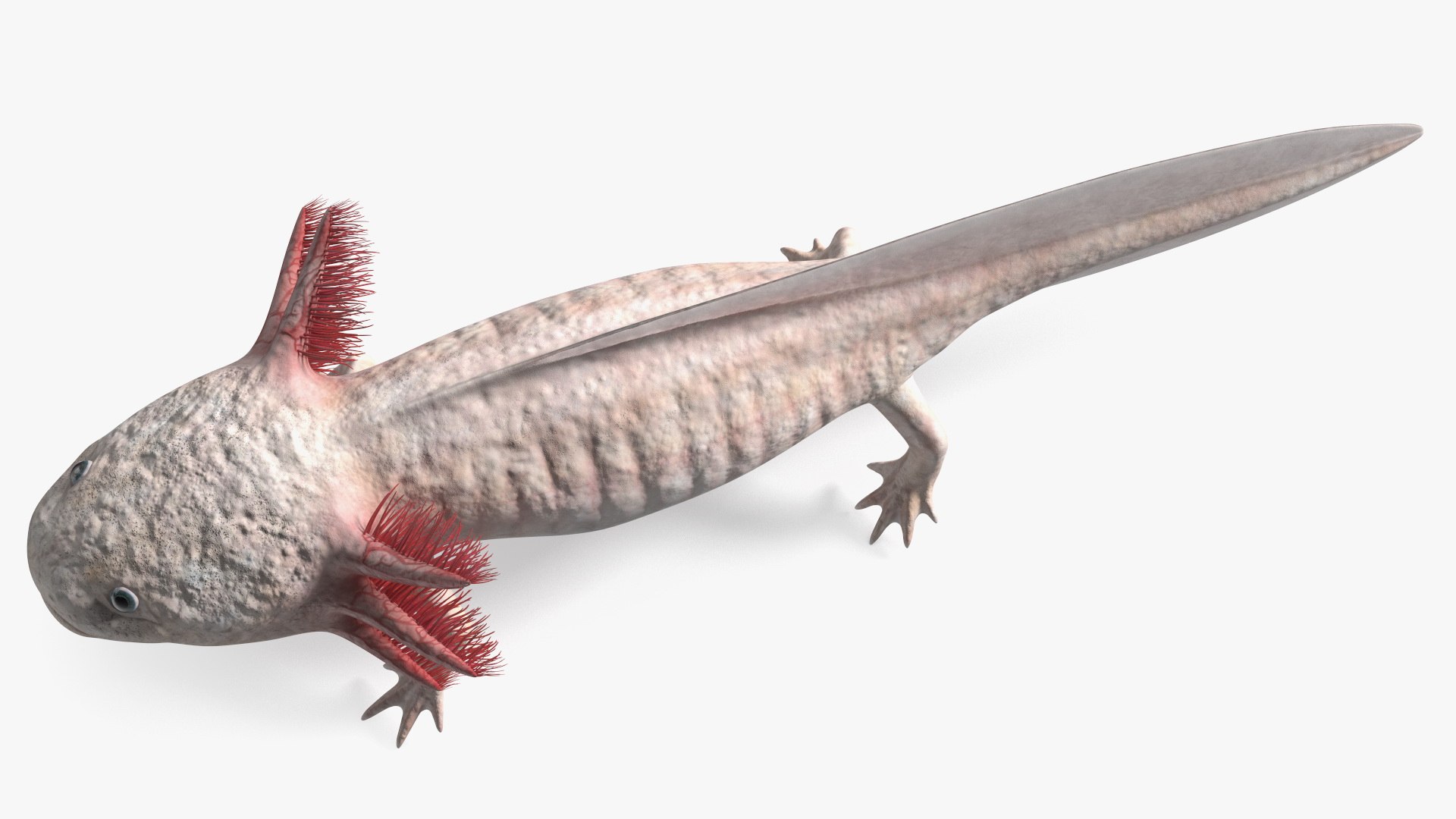 Axolotl Albino Rigged 3D model https://p.turbosquid.com/ts-thumb/uZ/tqMiPw/Tk/axolotlalbinoriggedmb3dmodel026/jpg/1711584843/1920x1080/fit_q87/48bdee8d7128501595d6388afef20e39b8aac55b/axolotlalbinoriggedmb3dmodel026.jpg