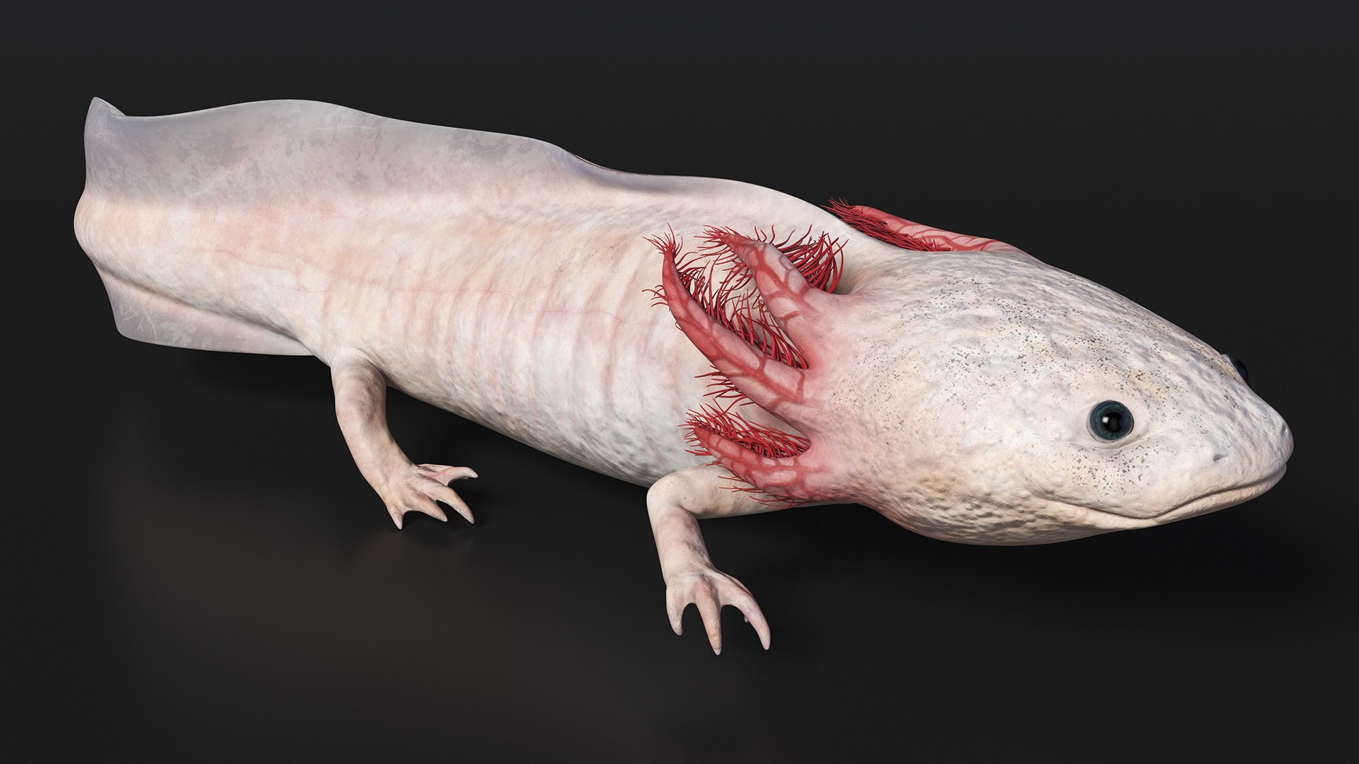 Axolotl Albino Rigged 3D model https://p.turbosquid.com/ts-thumb/uZ/tqMiPw/Wl/axolotlalbinoriggedmb3dmodel017/jpg/1711584816/1920x1080/fit_q87/4e6b5a32415e8b94af9826c99a93d08529ce4c43/axolotlalbinoriggedmb3dmodel017.jpg