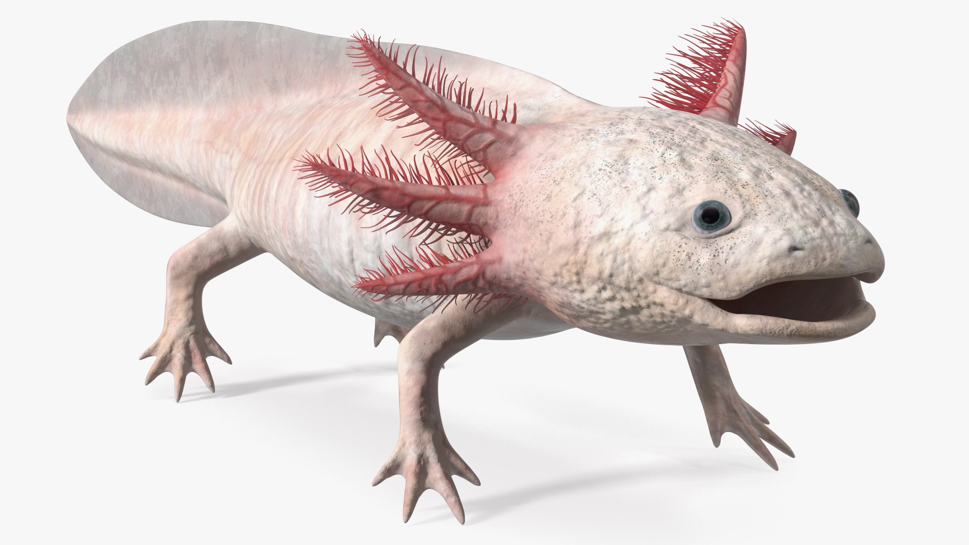 Axolotl Albino Rigged 3D model https://p.turbosquid.com/ts-thumb/uZ/tqMiPw/Xg/axolotlalbinoriggedmb3dmodel020/jpg/1711584825/1920x1080/fit_q87/b37b8ed2ea2aaa942bb5f4fc8e342794c1bdaacf/axolotlalbinoriggedmb3dmodel020.jpg