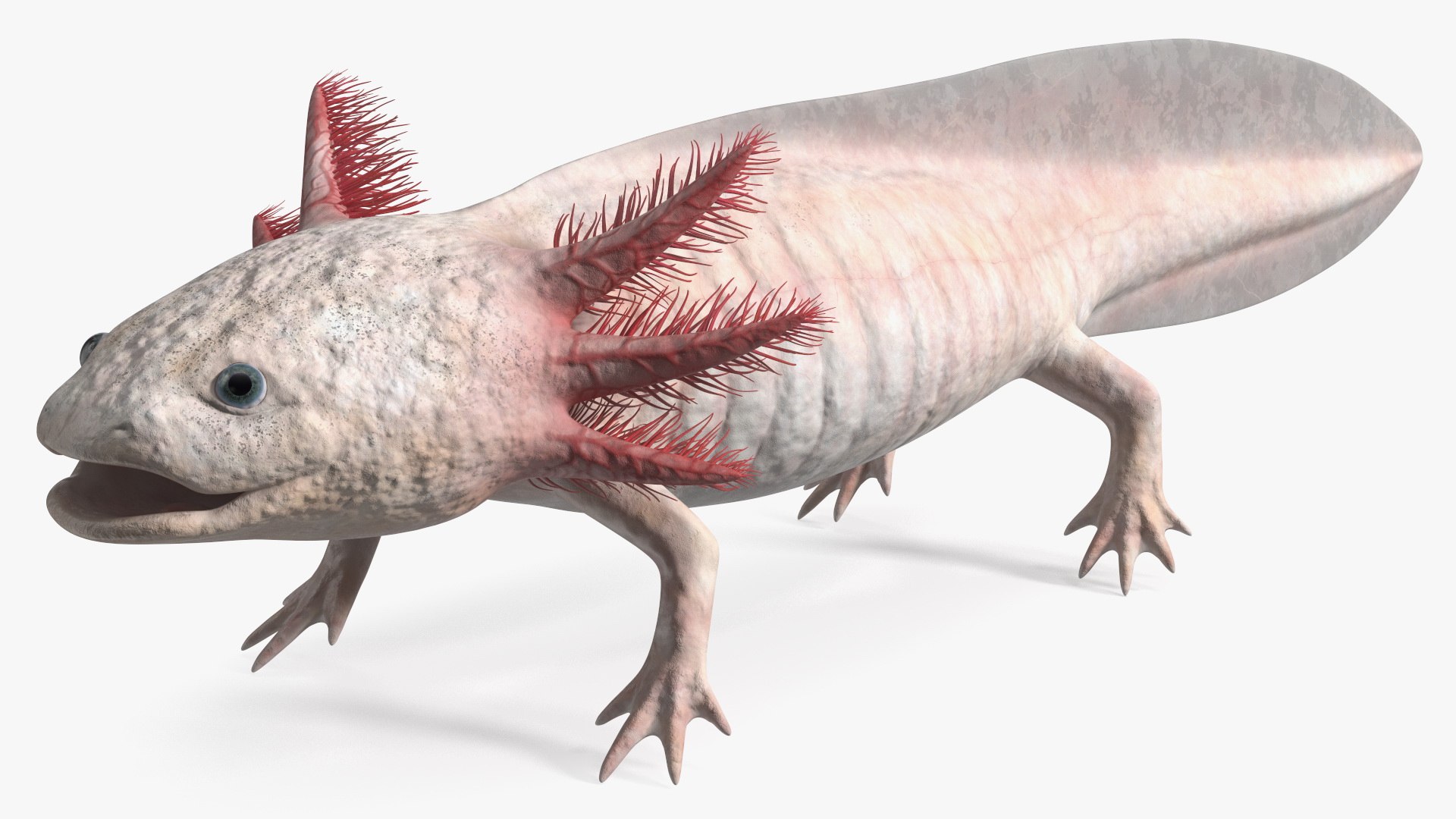 Axolotl Albino Rigged 3D model https://p.turbosquid.com/ts-thumb/uZ/tqMiPw/fx/axolotlalbinoriggedmb3dmodel021/jpg/1711584828/1920x1080/fit_q87/9d6c95a2d22aad9fe32a8dc8a94e37a02c38c3ec/axolotlalbinoriggedmb3dmodel021.jpg