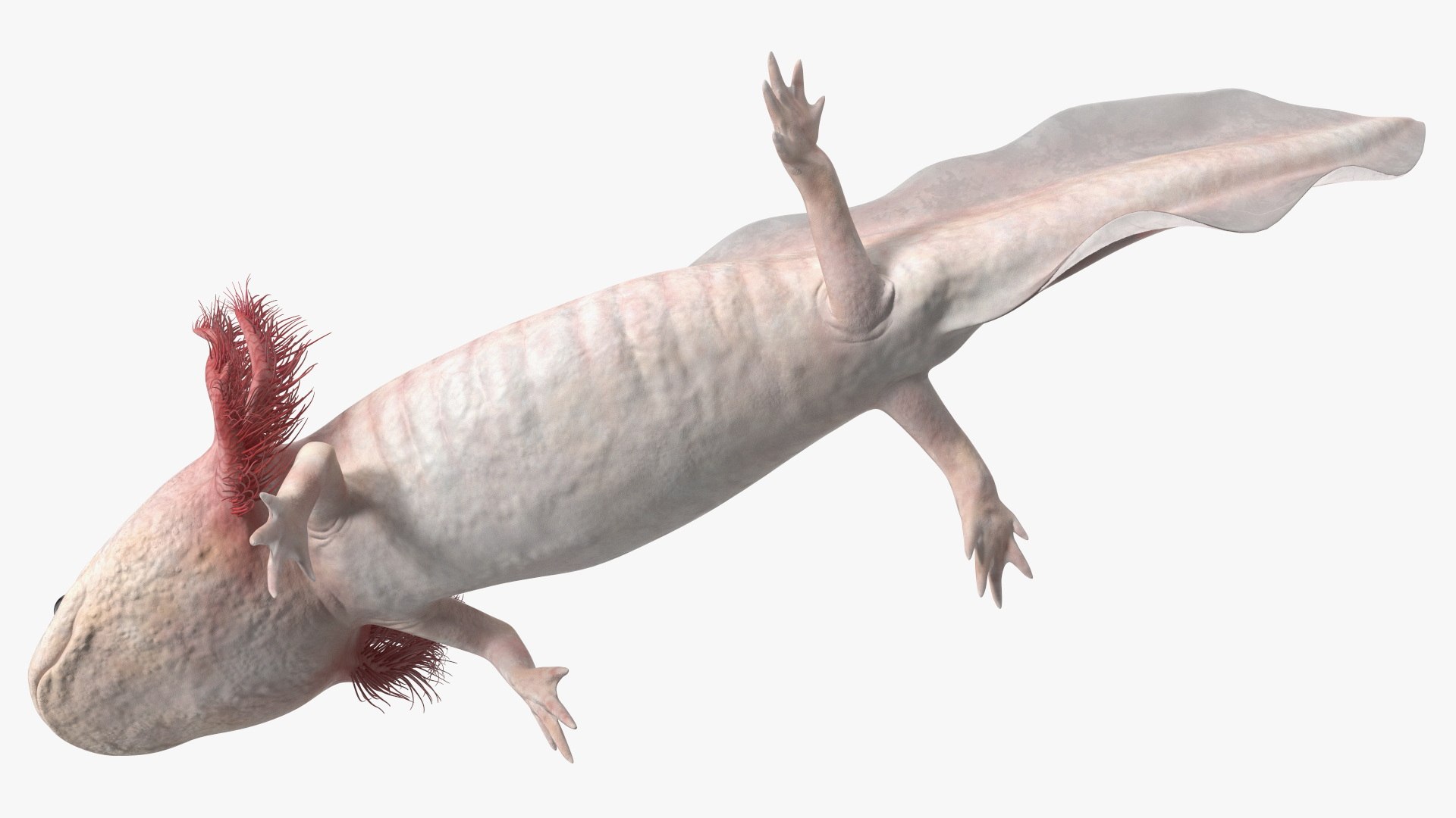 Axolotl Albino Rigged 3D model https://p.turbosquid.com/ts-thumb/uZ/tqMiPw/gL/axolotlalbinoriggedmb3dmodel031/jpg/1711584858/1920x1080/fit_q87/0a65d5b3256ac0481027ba3d678d15c46592ab52/axolotlalbinoriggedmb3dmodel031.jpg