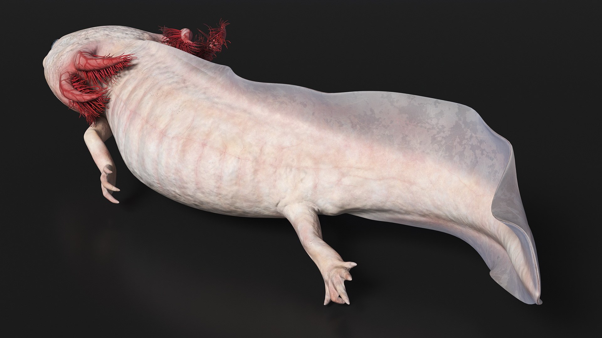 Axolotl Albino Rigged 3D model https://p.turbosquid.com/ts-thumb/uZ/tqMiPw/ip/axolotlalbinoriggedmb3dmodel019/jpg/1711584822/1920x1080/fit_q87/931e530e46cecef7cfda3b448d8b1fc0c60d04d5/axolotlalbinoriggedmb3dmodel019.jpg