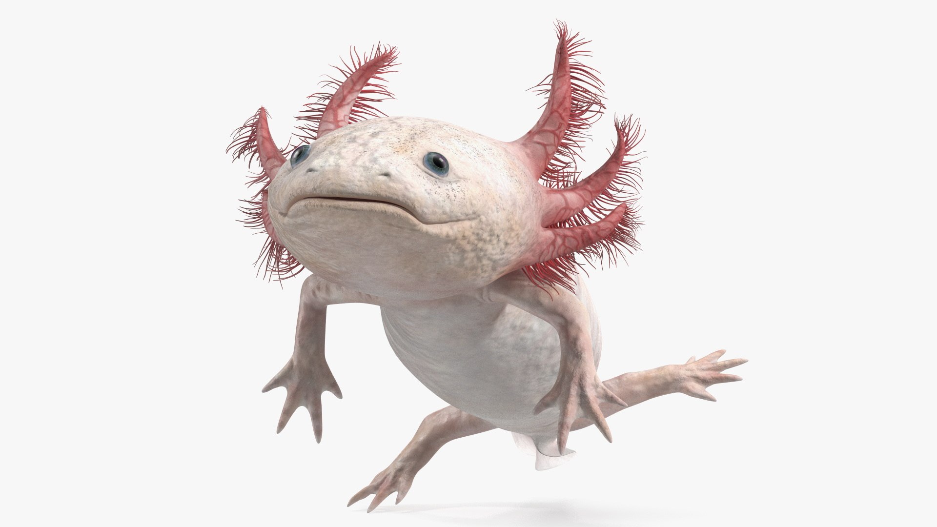 Axolotl Albino Rigged 3D model https://p.turbosquid.com/ts-thumb/uZ/tqMiPw/oA/axolotlalbinoriggedmb3dmodel024/jpg/1711584837/1920x1080/fit_q87/fa2c5c8f05320b410a65945e484caf03b27b82ab/axolotlalbinoriggedmb3dmodel024.jpg