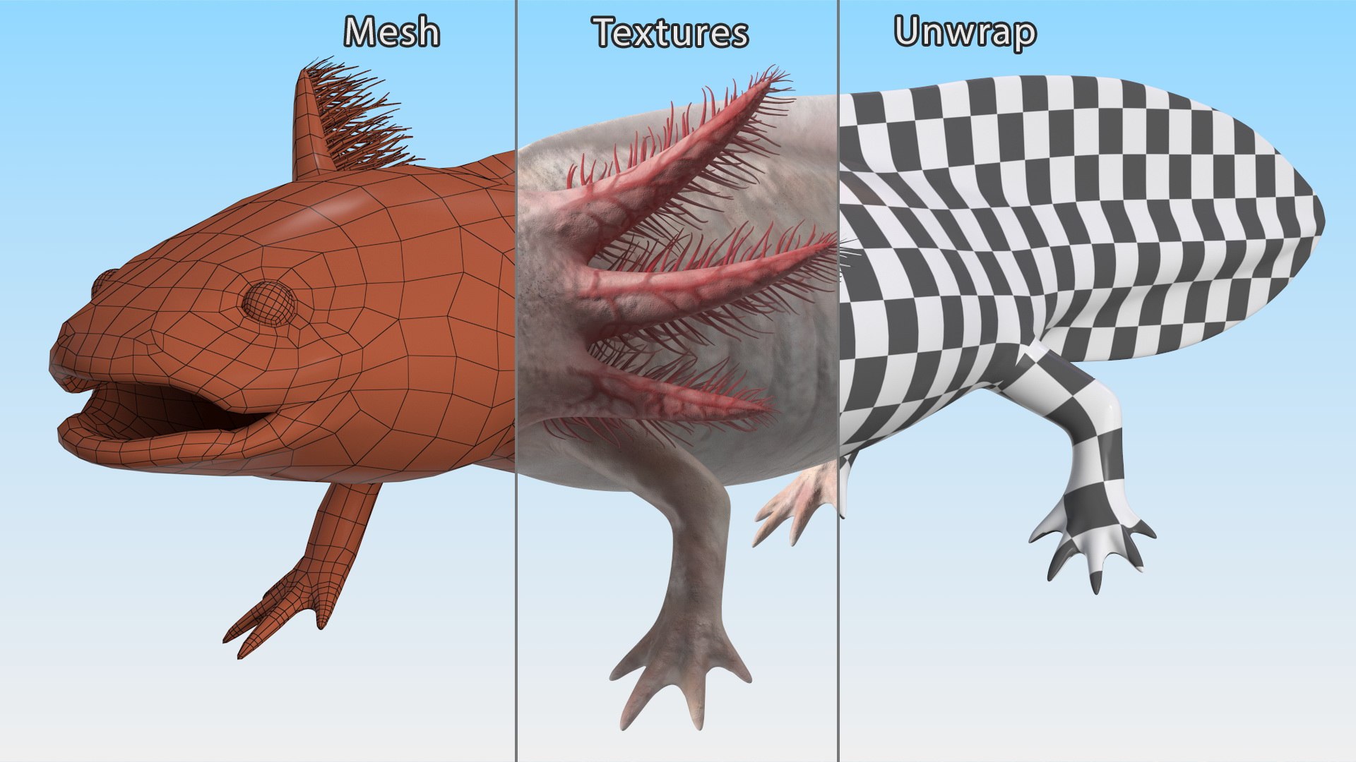 Axolotl Albino Rigged 3D model https://p.turbosquid.com/ts-thumb/uZ/tqMiPw/tM/axolotlalbinoriggedmb3dmodel032/jpg/1711584861/1920x1080/fit_q87/f4aca6aa12e4353e270bd2f72876cfb086d8fb61/axolotlalbinoriggedmb3dmodel032.jpg