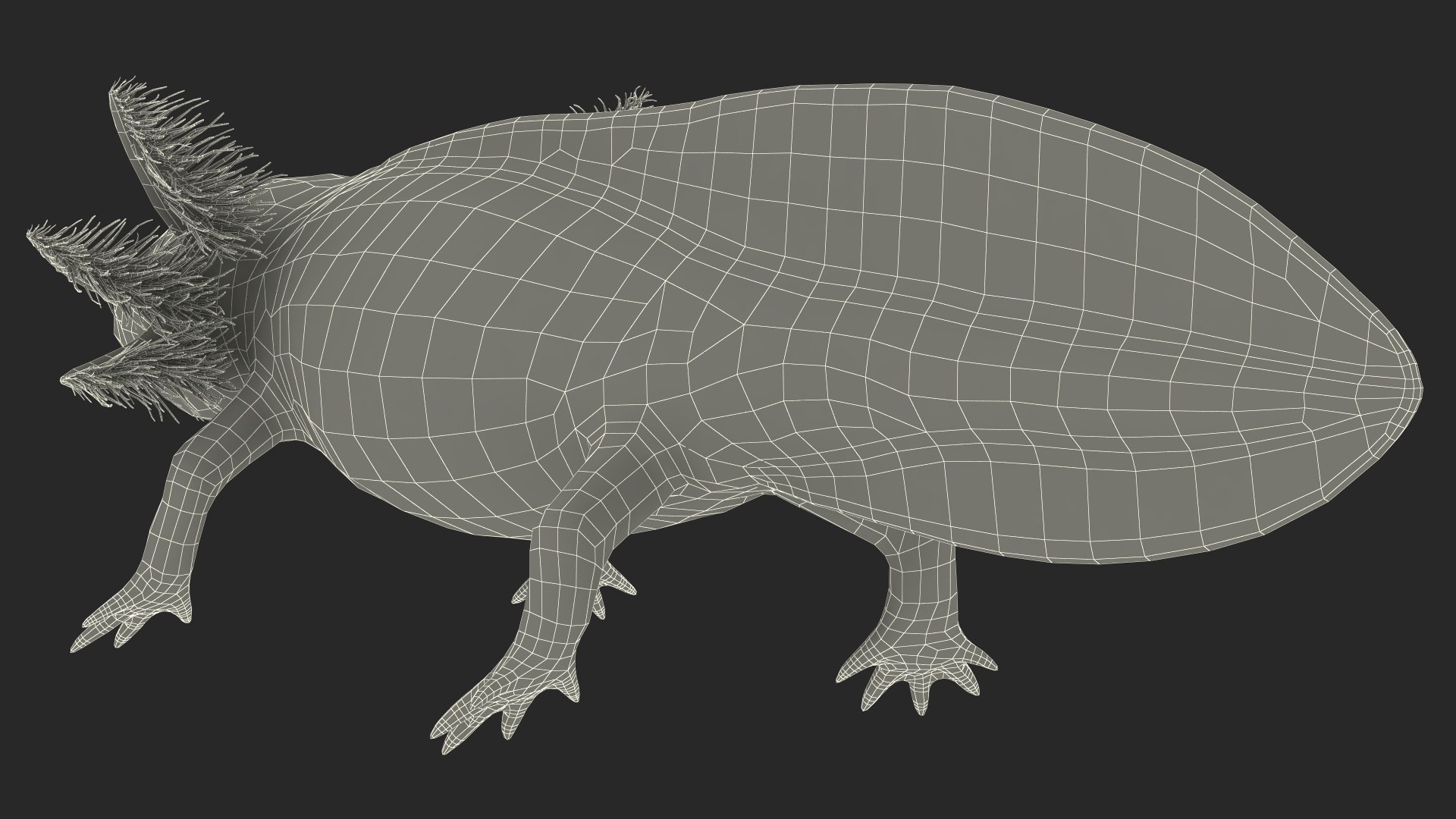 Axolotl Albino Rigged 3D model https://p.turbosquid.com/ts-thumb/uZ/tqMiPw/zM/axolotlalbinoriggedmb3dmodel039/jpg/1711584882/1920x1080/fit_q87/38913ce3a3fff4e61b2624fd0d425952039e33e4/axolotlalbinoriggedmb3dmodel039.jpg