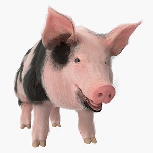3D model pig sow peitrain rigged