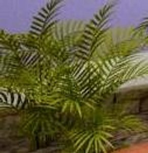 Palm plant