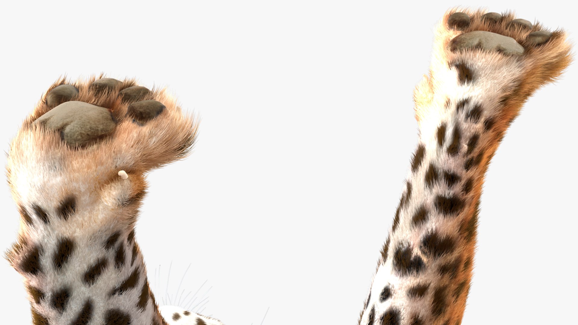 3D Jaguar Walking Pose Fur https://p.turbosquid.com/ts-thumb/ua/7xdBk2/3W/jaguarwalkingposefur3dsmodel015/jpg/1711587914/1920x1080/fit_q87/37e7eaa4682c105f33d19039902172b79a322627/jaguarwalkingposefur3dsmodel015.jpg