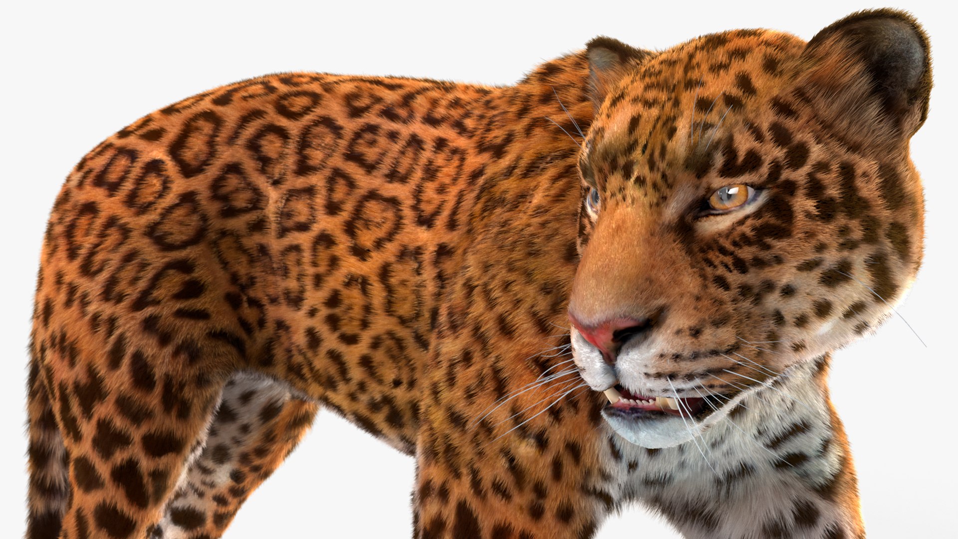 3D Jaguar Walking Pose Fur https://p.turbosquid.com/ts-thumb/ua/7xdBk2/97/jaguarwalkingposefur3dsmodel016/jpg/1711587917/1920x1080/fit_q87/554a39a29aedfbd65aef290c076182e5bdaa463b/jaguarwalkingposefur3dsmodel016.jpg