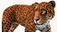 Jaguar Walking Pose Fur