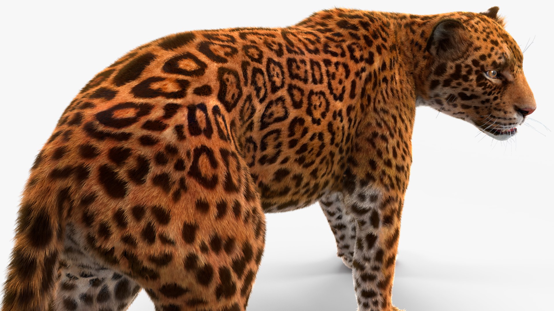 3D Jaguar Walking Pose Fur https://p.turbosquid.com/ts-thumb/ua/7xdBk2/Lx/jaguarwalkingposefur3dsmodel018/jpg/1711587923/1920x1080/fit_q87/1c110346154e9eb2165ef0df3a2372a31a30f1b2/jaguarwalkingposefur3dsmodel018.jpg