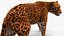 Jaguar Walking Pose Fur