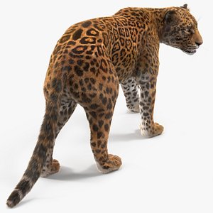 Jaguar Walking Pose Fur