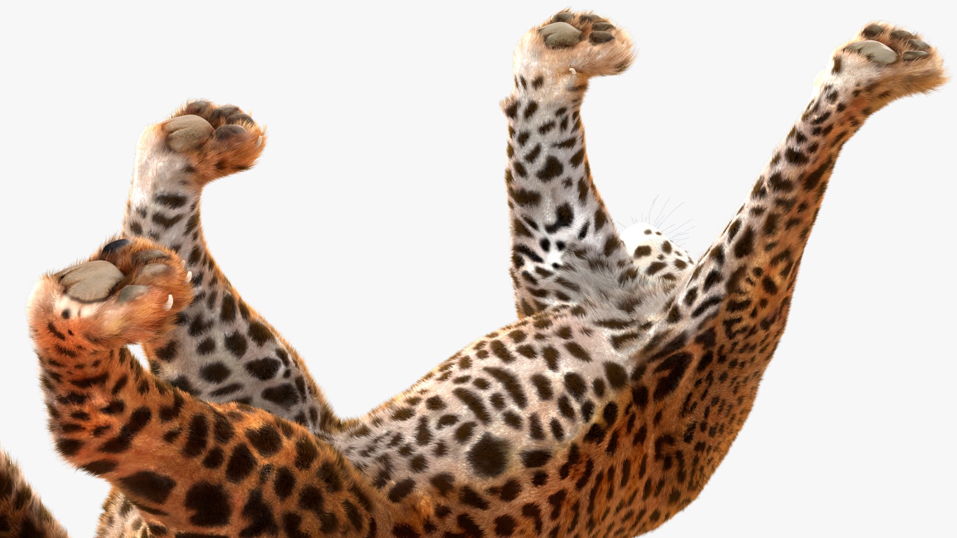 3D Jaguar Walking Pose Fur https://p.turbosquid.com/ts-thumb/ua/7xdBk2/MV/jaguarwalkingposefur3dsmodel014/jpg/1711587911/1920x1080/fit_q87/16ba494c4fface7719d41c1d6a378946c574c266/jaguarwalkingposefur3dsmodel014.jpg