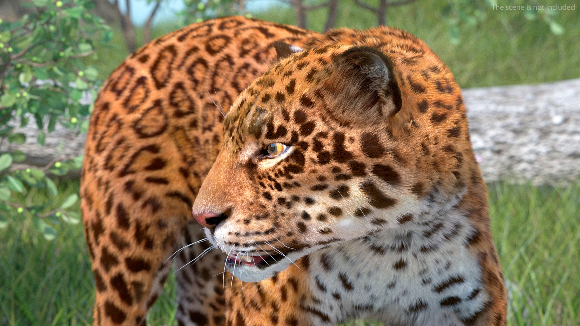 3D Jaguar Walking Pose Fur https://p.turbosquid.com/ts-thumb/ua/7xdBk2/Sw/jaguarwalkingposefur3dsmodel006/jpg/1711587885/1920x1080/fit_q87/a7abb9e9697615fd11367c76bc4199222f7c76c2/jaguarwalkingposefur3dsmodel006.jpg