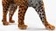 Jaguar Walking Pose Fur