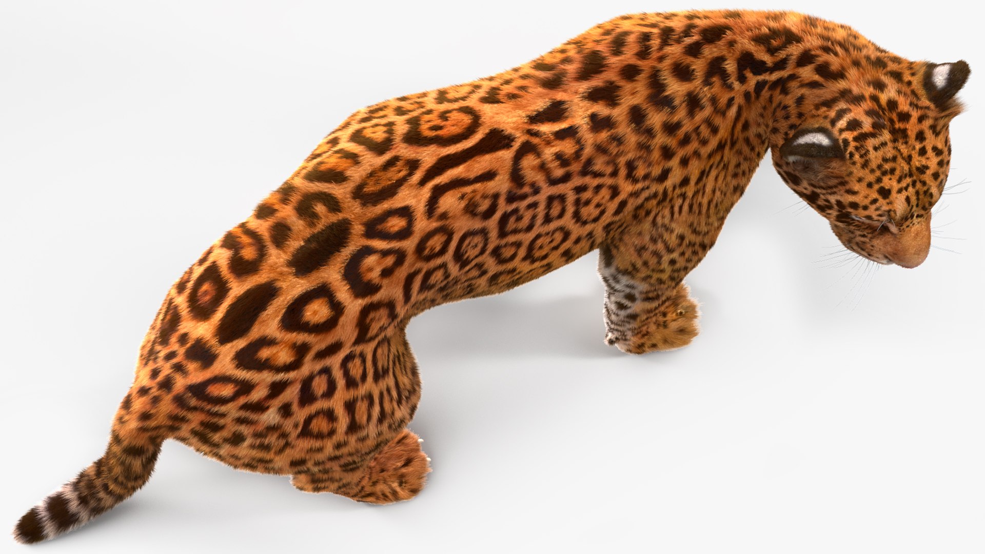 3D Jaguar Walking Pose Fur https://p.turbosquid.com/ts-thumb/ua/7xdBk2/Zr/jaguarwalkingposefur3dsmodel012/jpg/1711587905/1920x1080/fit_q87/177670997cb50643a314d2d4817971327b4caa56/jaguarwalkingposefur3dsmodel012.jpg