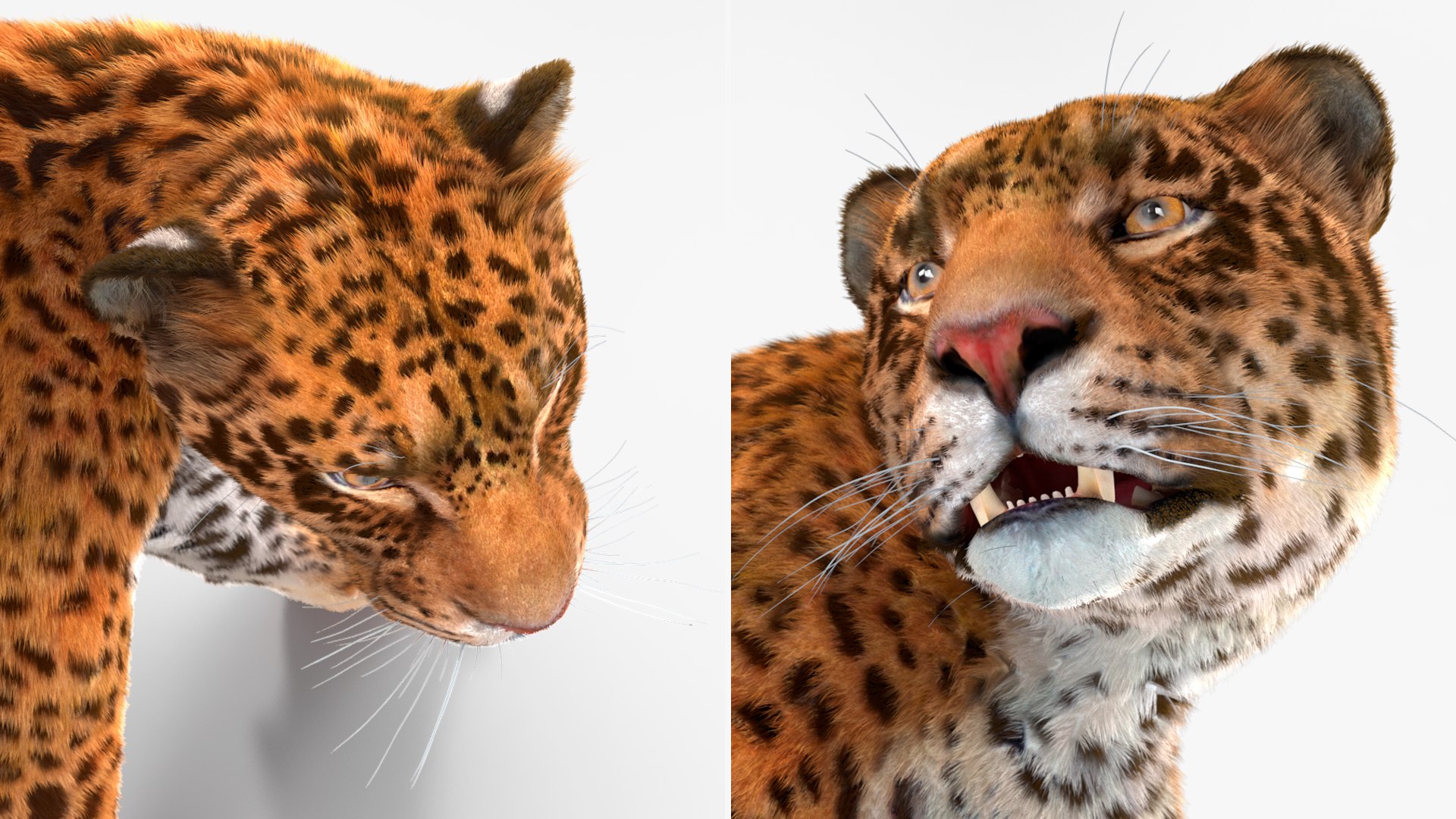 3D Jaguar Walking Pose Fur https://p.turbosquid.com/ts-thumb/ua/7xdBk2/gm/jaguarwalkingposefur3dsmodel022/jpg/1711587935/1920x1080/fit_q87/b7568ba037af18a79cc8d26b2fd67d0847a8c567/jaguarwalkingposefur3dsmodel022.jpg