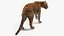 Jaguar Walking Pose Fur